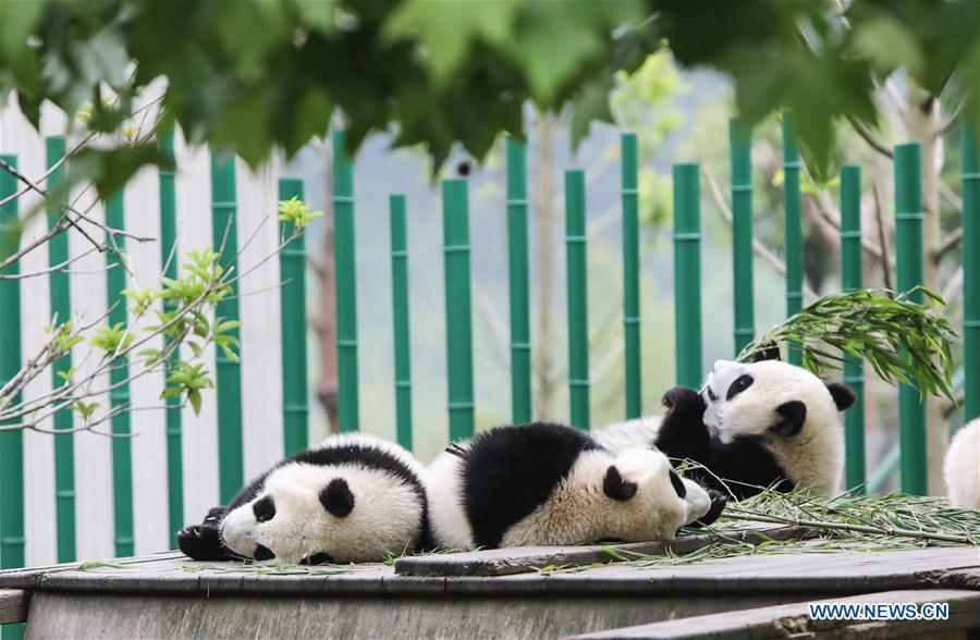 Galeria: Pandas bebês no "jardim de infância" em Wolong