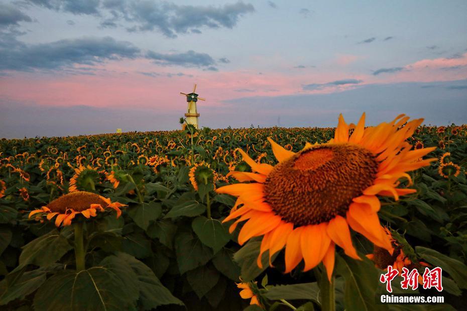 Galeria: Paisagem de verão do Lago Baima de Jiangsu