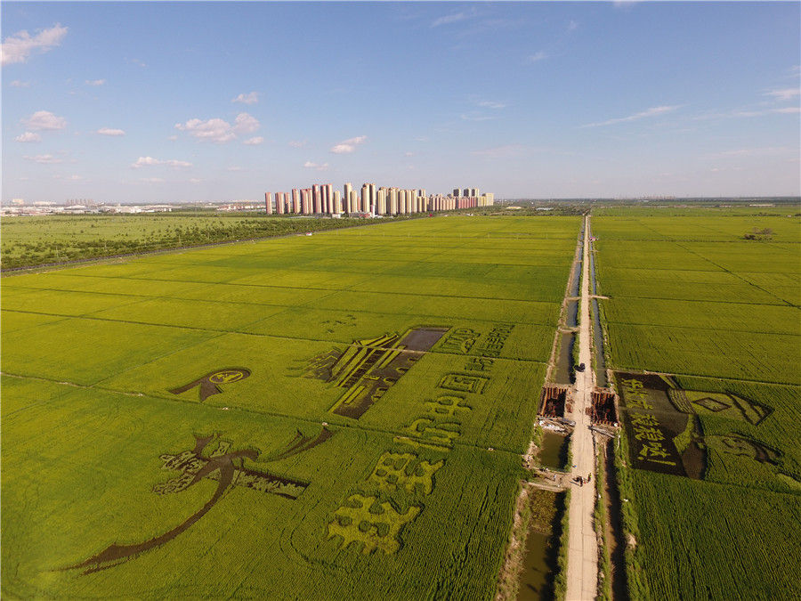 Agricultores celebram colheita e 70º aniversário da fundação da China