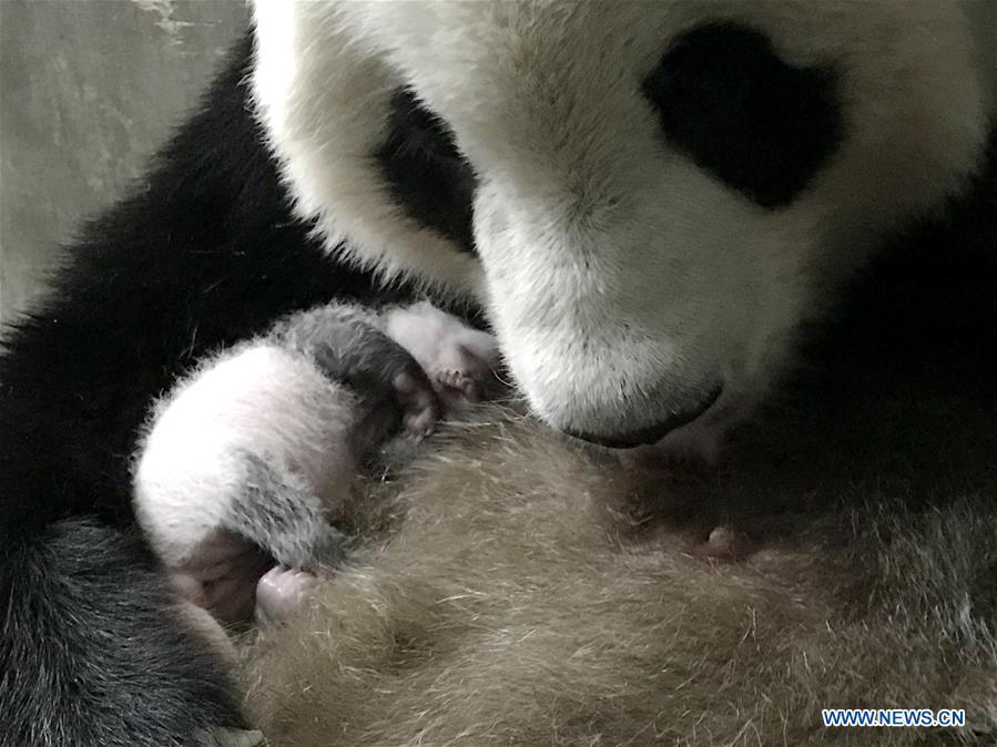 Nasce na China filhote de panda de cativeiro